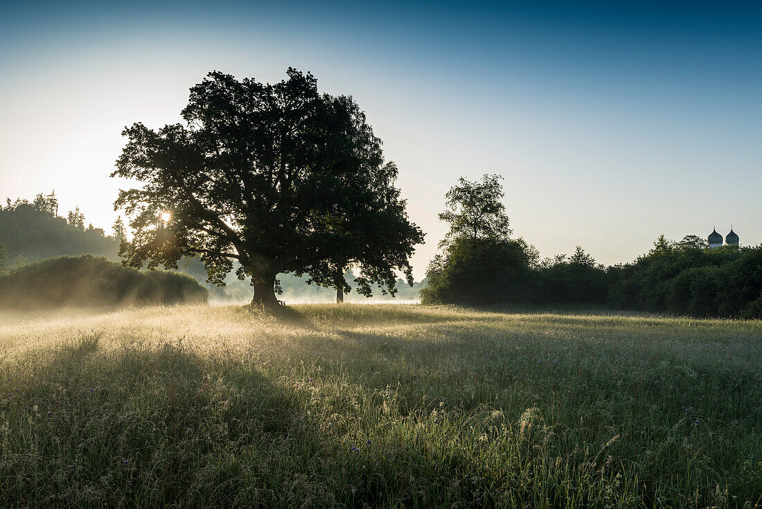 Oak tree at sunrise, Seeon-Seebruck, Chiemgau, Upper Bavaria, Bavaria, Germany