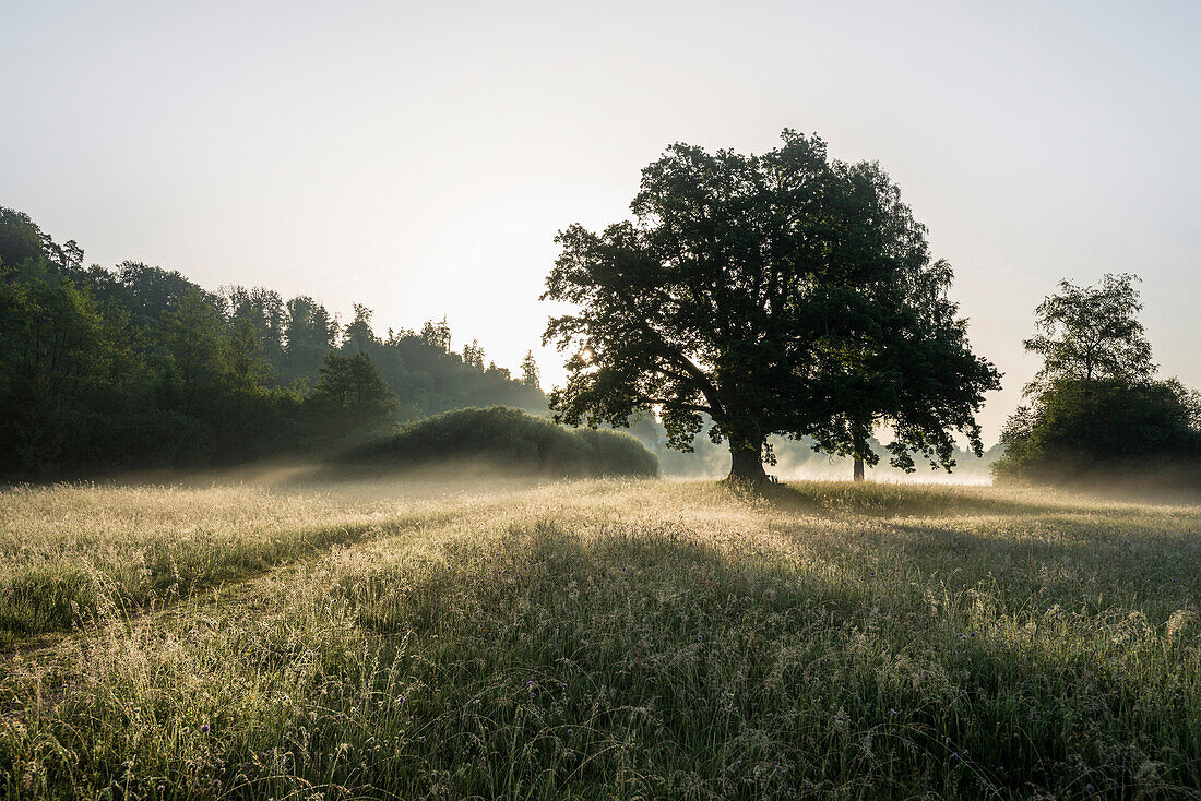 Oak tree at sunrise, Seeon-Seebruck, Chiemgau, Upper Bavaria, Bavaria, Germany