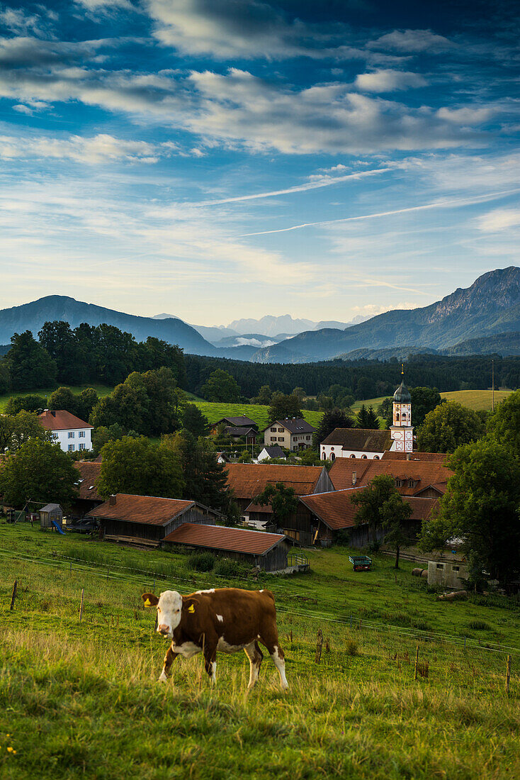 Cow in a field, Aidling, Riegsee, near Murnau, Bavaria, Germany