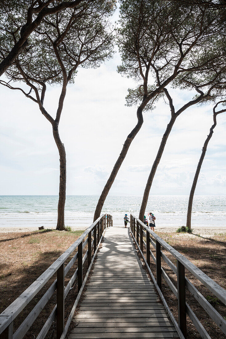 Pinien am Strand, Follonica, Provinz Grosseto, Toskana, Italien