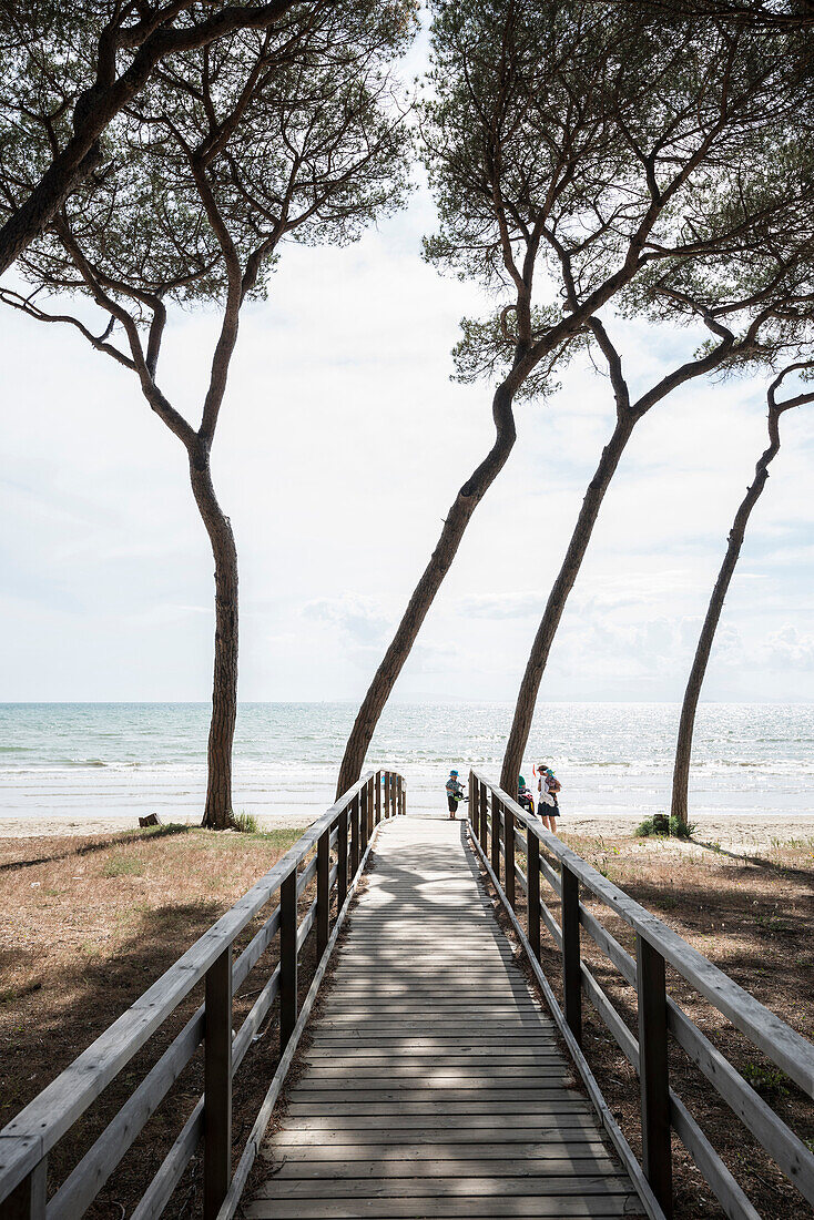 pine trees and beach, Follonica, province of Grosseto, Tuscany, Italy