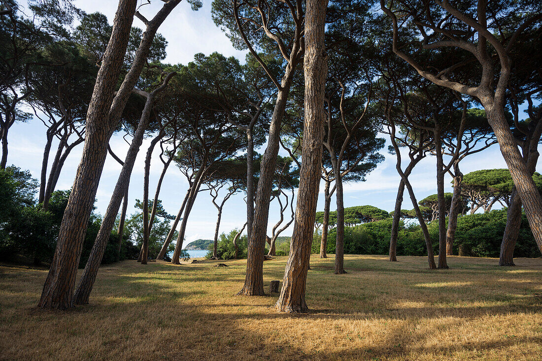pine trees and beach, Populonia, near Piombino, province of Livorno, Tuscany, Italy