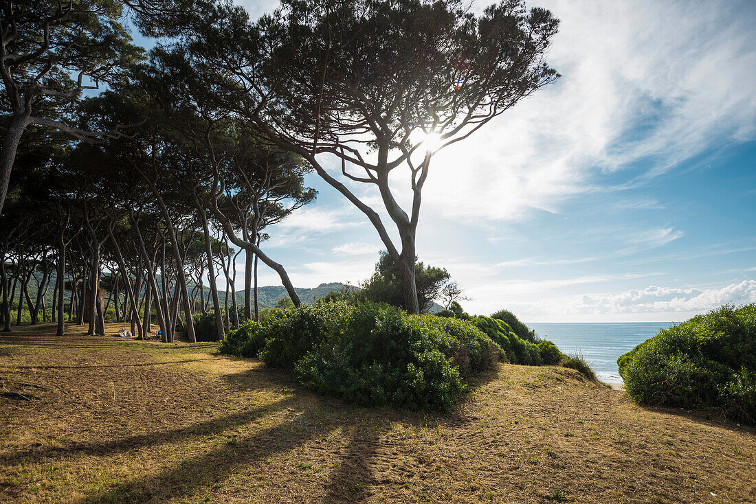 Pinien am Strand, Populonia, bei Piombino, Provinz Livorno, Toskana, Italien