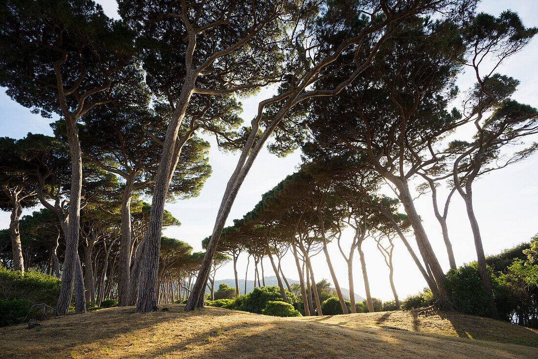 Pine trees and beach, Populonia, near Piombino, province of Livorno, Tuscany, Italy
