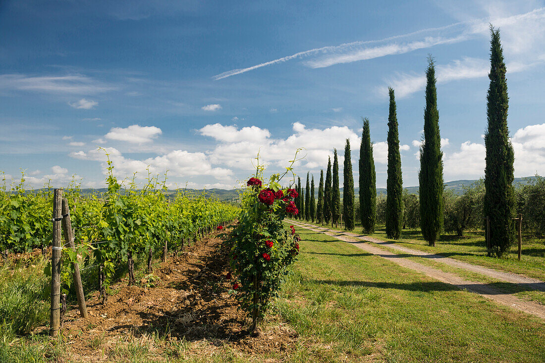 Weingut Argiano, bei Montalcino, Provinz Siena, Toskana, Italien