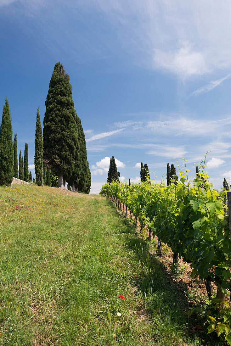 Weingut Argiano, bei Montalcino, Provinz Siena, Toskana, Italien