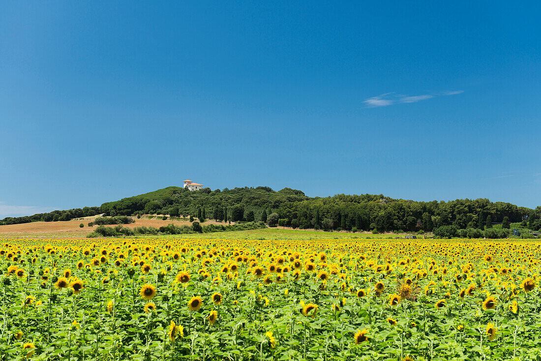 Field of sunflowers, near Populonia, province of Livorno, Tuscany, Italy