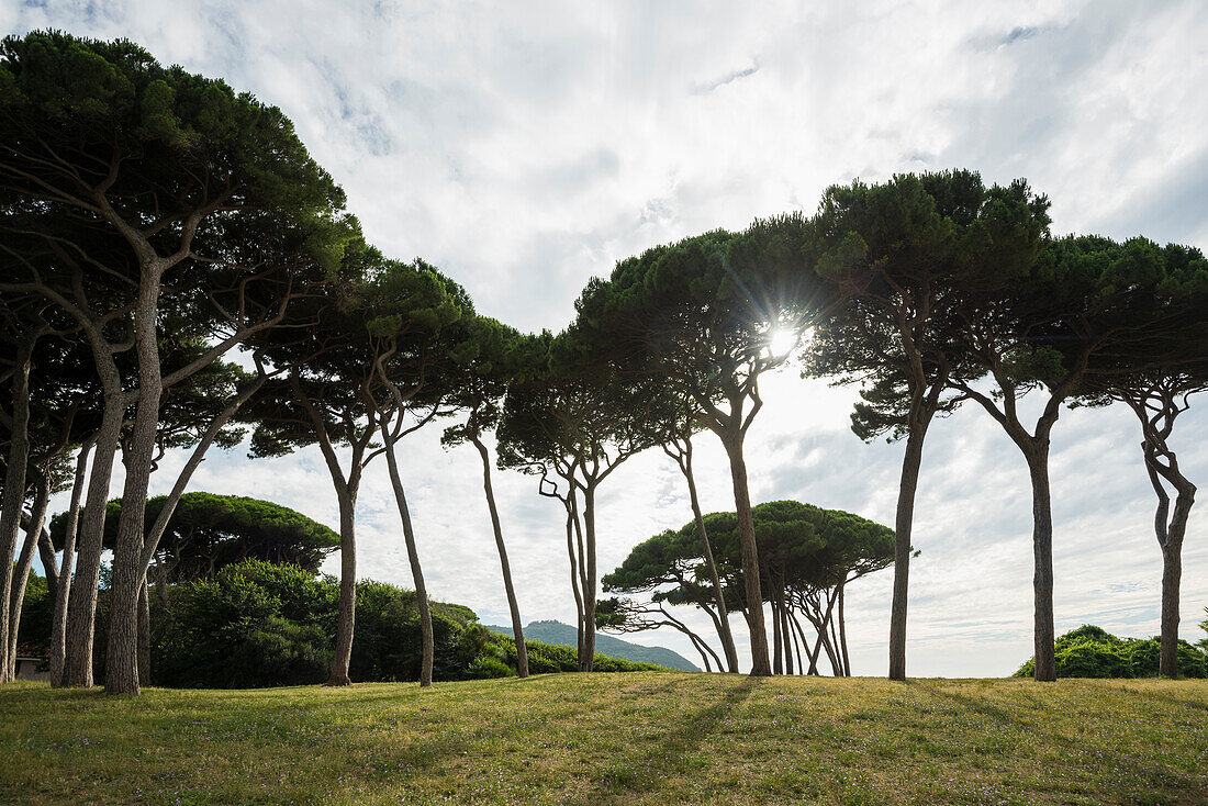 Pinien am Strand, Populonia, bei Piombino, Provinz Livorno, Toskana, Italien