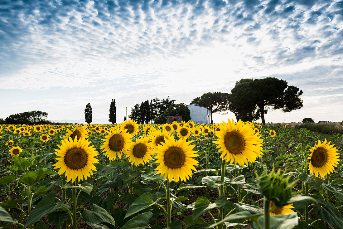 field of sunflowers, near Piombino, province of Livorno, Tuscany, Italy
