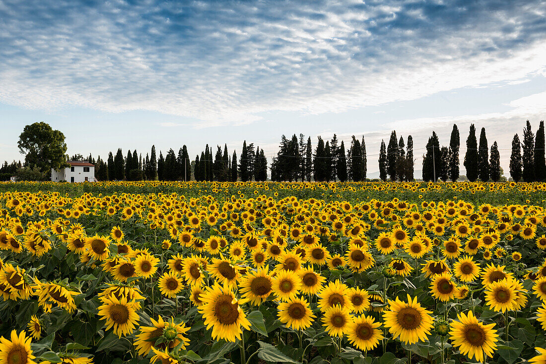 Field of sunflowers, near Piombino, province of Livorno, Tuscany, Italy