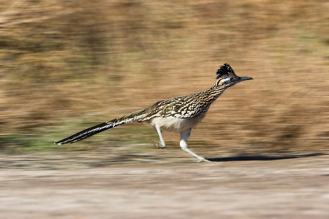 Greater Roadrunner, female, Geococcyx californianus, Bosque del Apache, New Mexico, USA