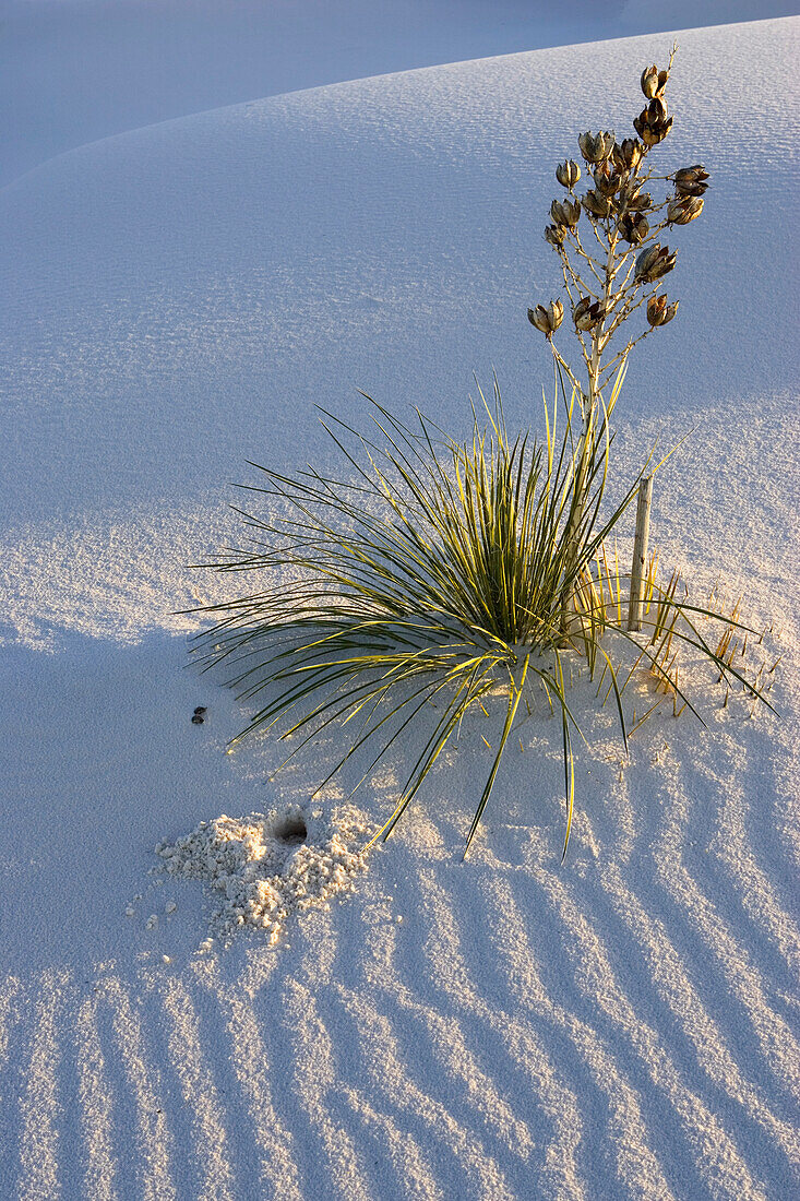 Soaptree, Yucca in dunes, Yucca elata, gypsum dune field, White Sands National Monument, New Mexico, USA