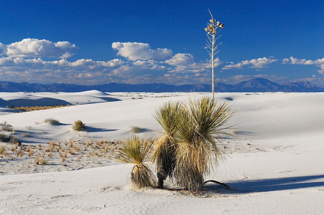 gypsum dune field, White Sands National Monument, New Mexico, USA