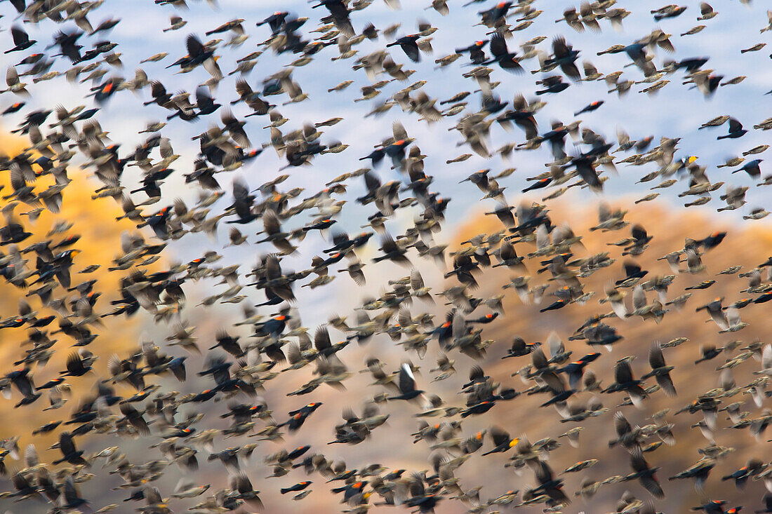 Red-winged Blackbirds, swarm in wintering area, Agelaius phoeniceus, Bosque del Apache Wildlife Refuge, New Mexico, USA