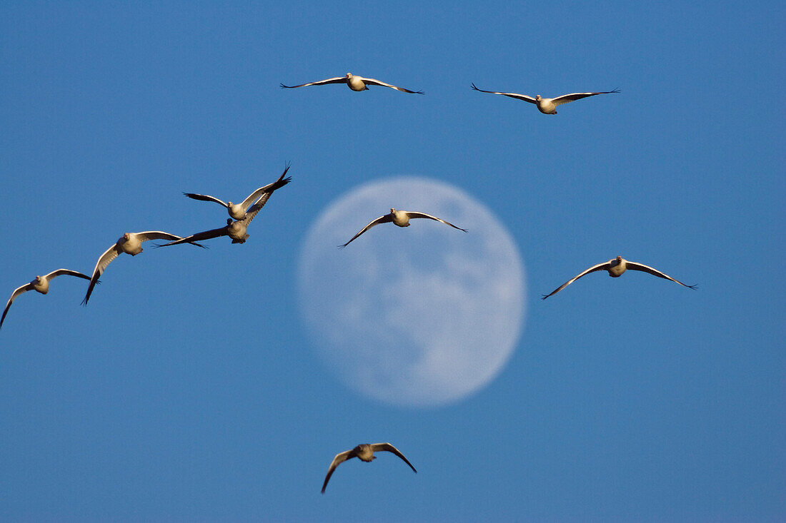 Snow Geese flying to their roosting place at full moon, wintering in Bosque del Apache, New Mexico, USA