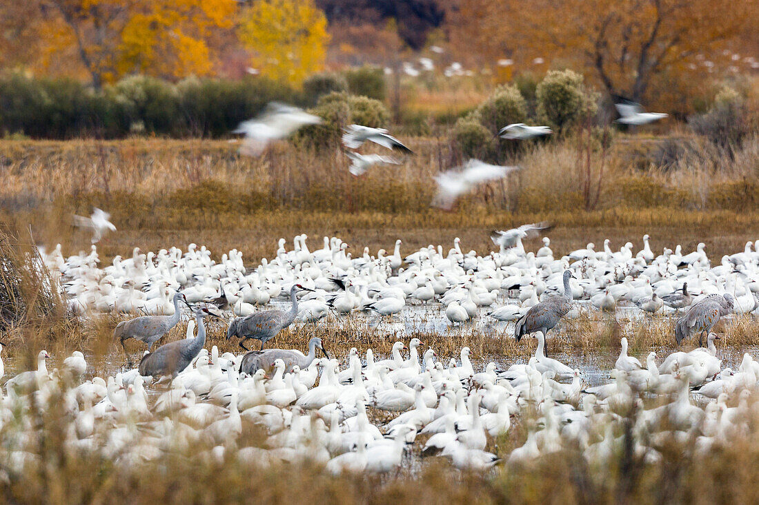 Snow Geese and Sandhill Cranes wintering in Bosque del Apache Wildlife Refuge, Anser caerulescens, Grus canadensis, New Mexico, USA