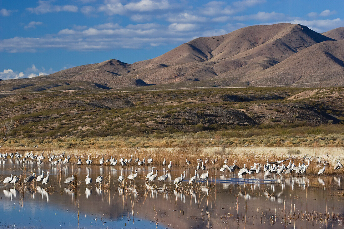 Sandhill Cranes, Grus canadensis, Bosque del Apache Wildlife Refuge, New Mexico, USA