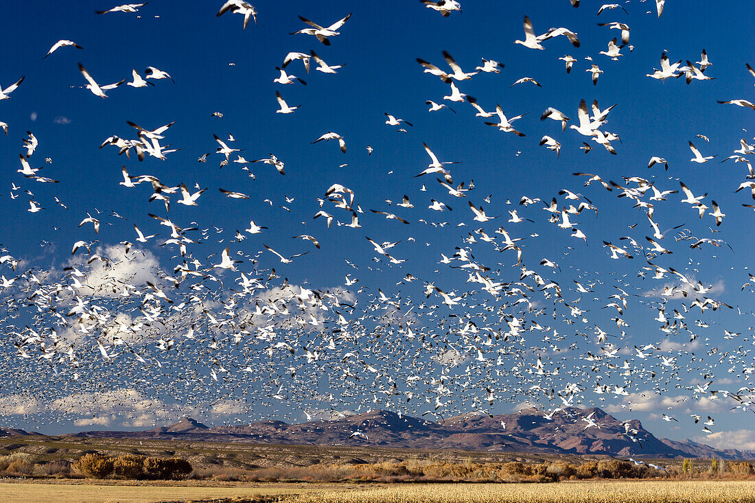 Snow Geese wintering in Bosque del Apache, Anser caerulescens atlanticus, Chen caerulescens, New Mexico, USA