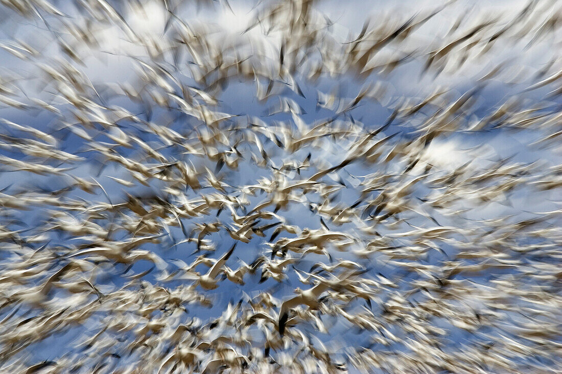 Snow Geese wintering in Bosque del Apache, Anser caerulescens atlanticus, Chen caerulescens, New Mexico, USA