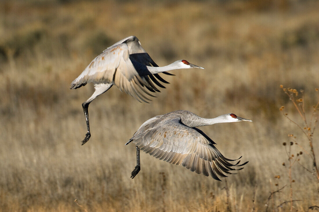 Sandhill Cranes in flight, Grus canadensis, Bosque del Apache Wildlife Refuge, New Mexico, USA