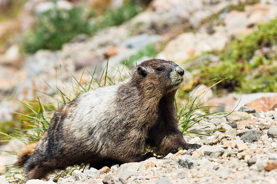 Hoary Marmot, Marmota caligata, Mount Rainier Nationalpark, Washington, USA