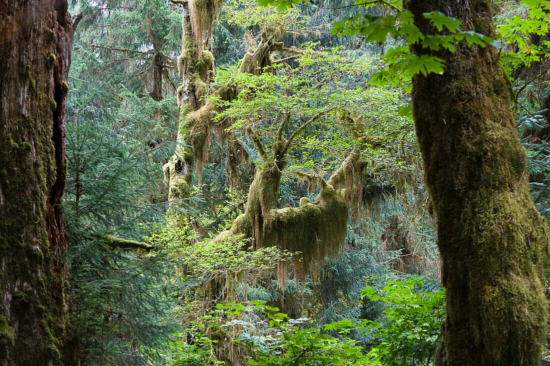 Regenwald, Hoh Rainforest, Olympic Nationalpark, Washington, USA