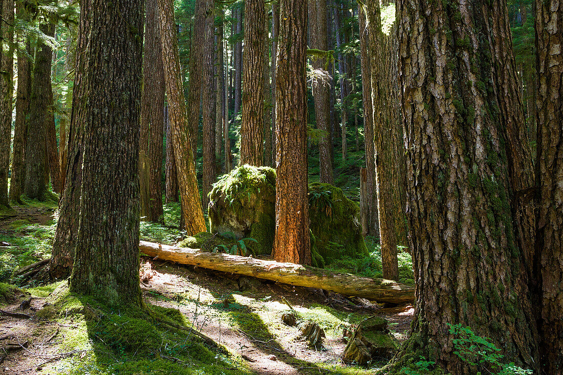 pristine forest in Olympic Nationalpark, Washington, USA