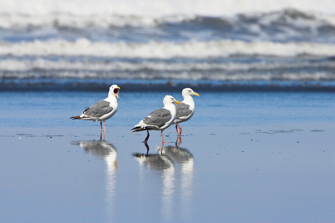 Western Gulls, Larus occidentalis, West Coast, Pacific, Olympic Peninsula, Washington, USA