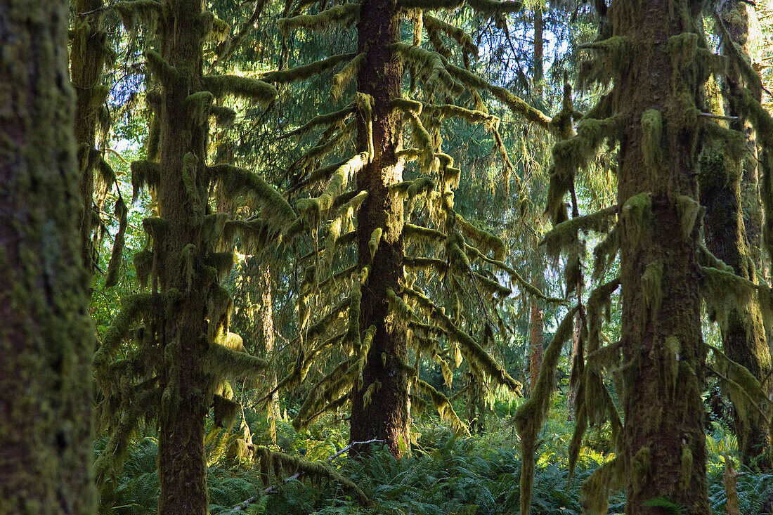 Regenwald, Hoh Rainforest, Olympic Nationalpark, Washington, USA