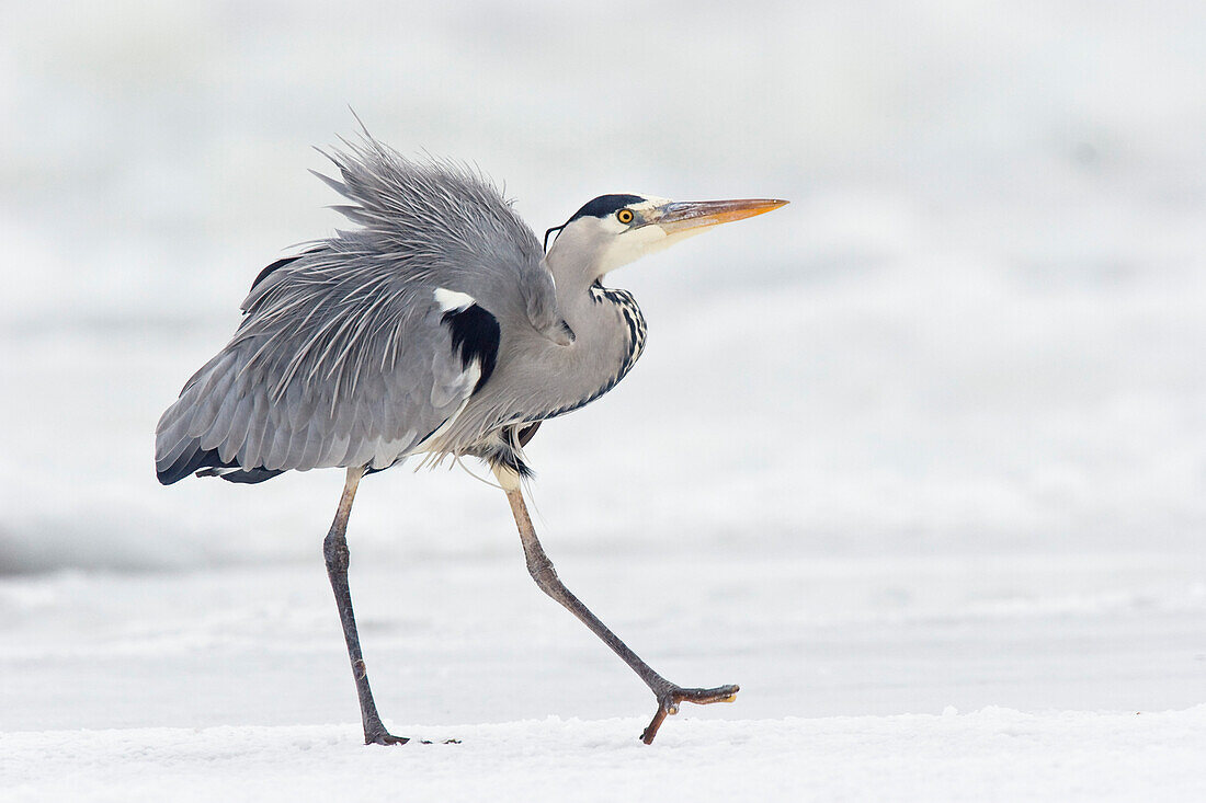 Graureiher, Ardea cinerea, Usedom, Deutschland