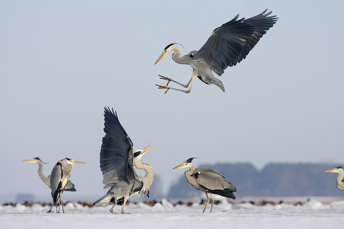 Grey Herons fighting Ardea cinerea Usedom Germany