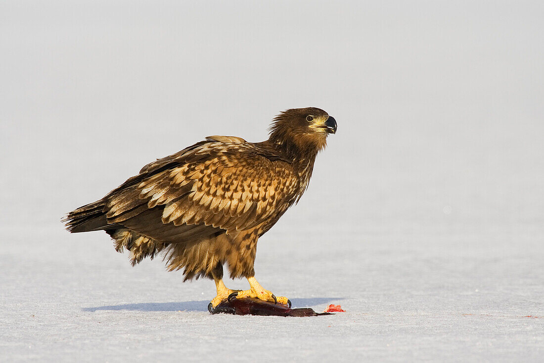 White-tailed Eagle with fish, Haliaeetus albicilla, Germany