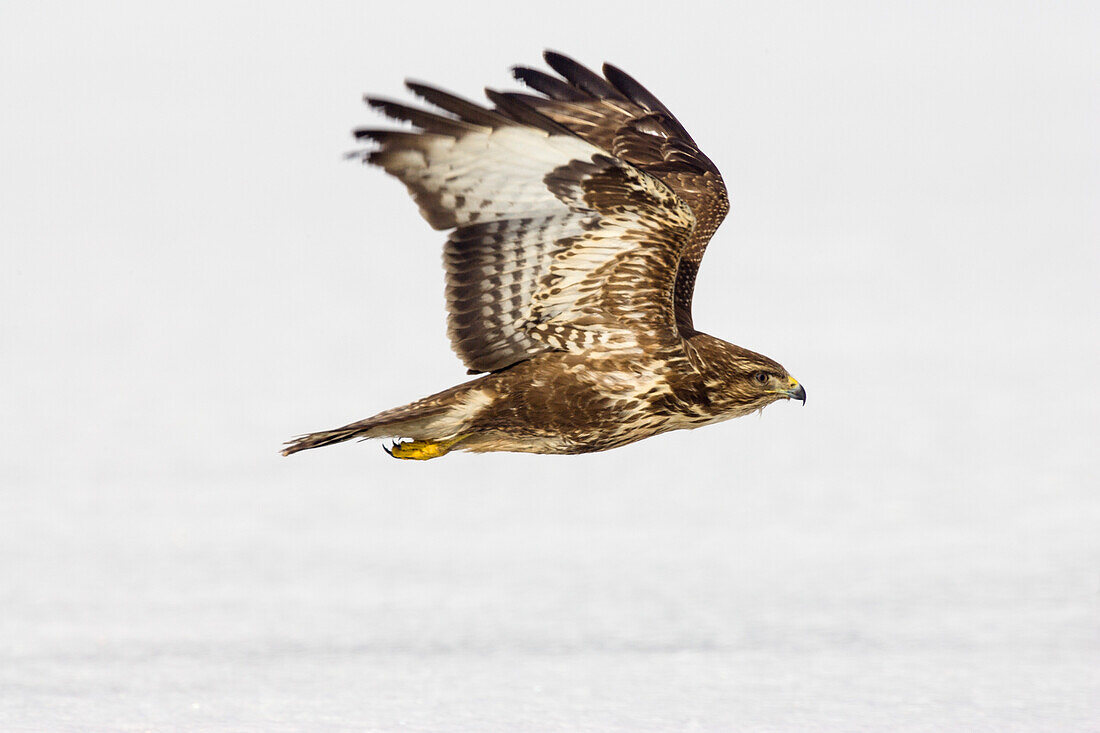 Common Buzzard in flight, Buteo buteo, winter, Germany