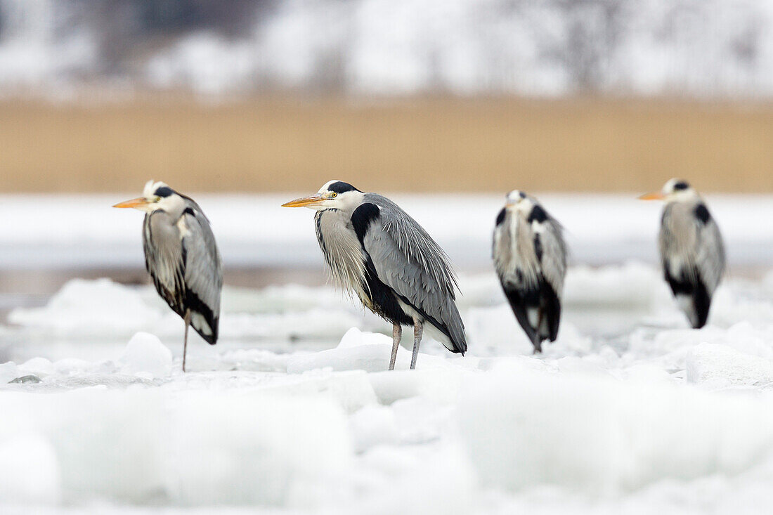 Graureiher, Ardea cinerea, Usedom, Deutschland