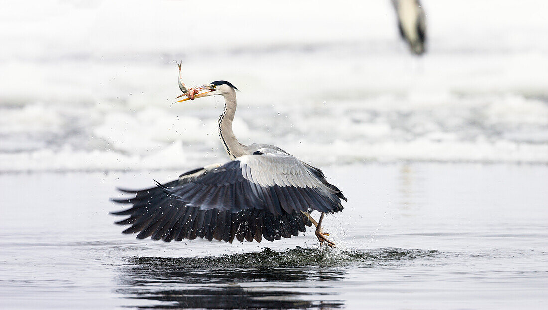 Graureiher mit Fisch im Flug, Ardea cinerea, Usedom, Deutschland