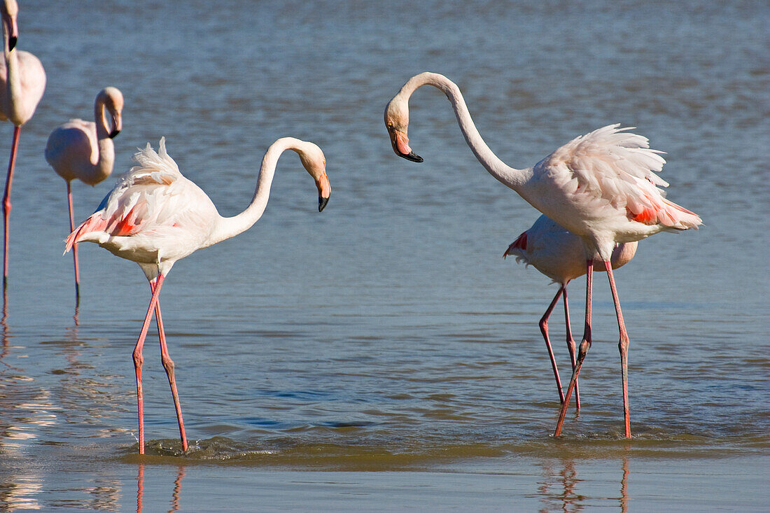 Greater Flamingo, Phoenicopterus ruber, Camargue, France