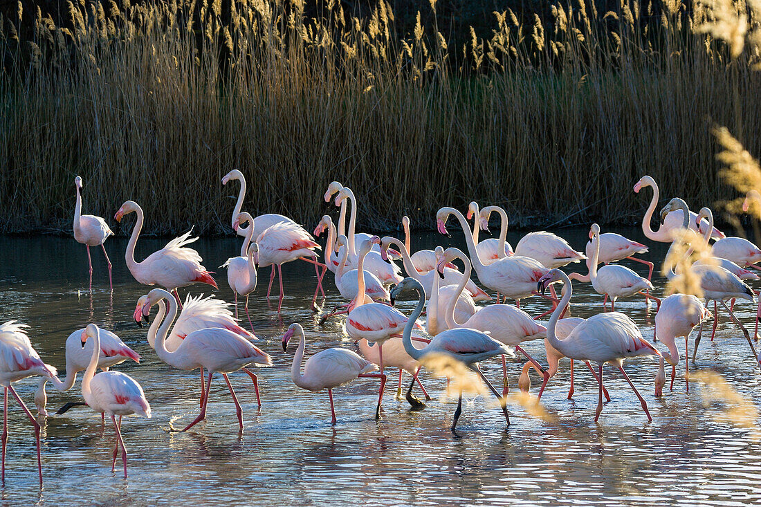 Greater Flamingo, Phoenicopterus ruber, Camargue, France