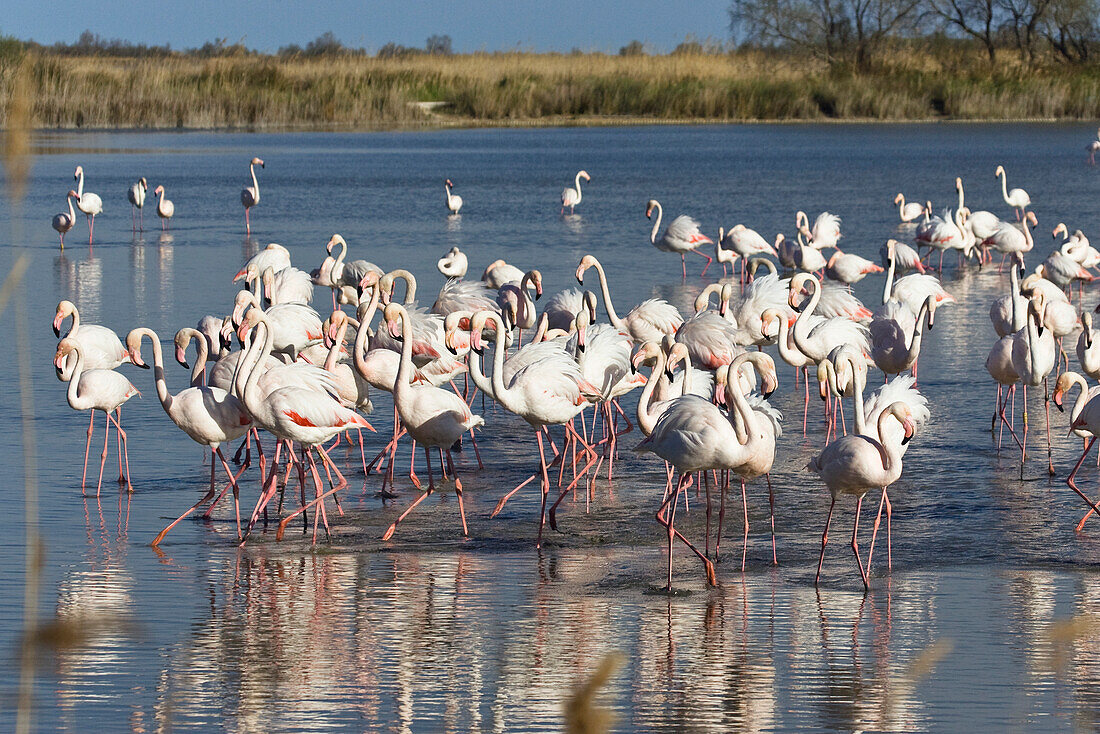 Rosaflamingos, Phoenicopterus ruber, Camargue, Frankreich