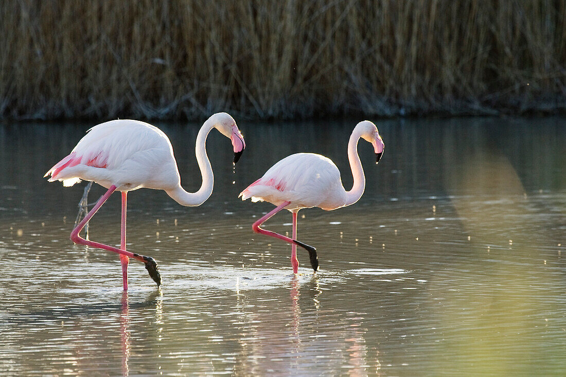 Greater Flamingo, Phoenicopterus ruber, Camargue, France