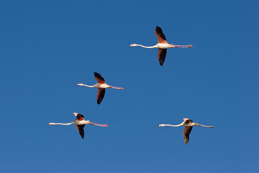 Greater Flamingoes flying, Phoenicopterus ruber, Camargue, France