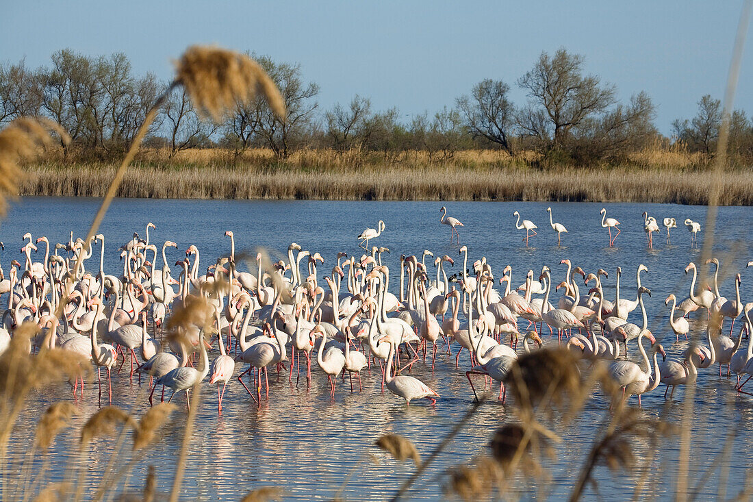 Greater Flamingo, Phoenicopterus ruber, Camargue, France