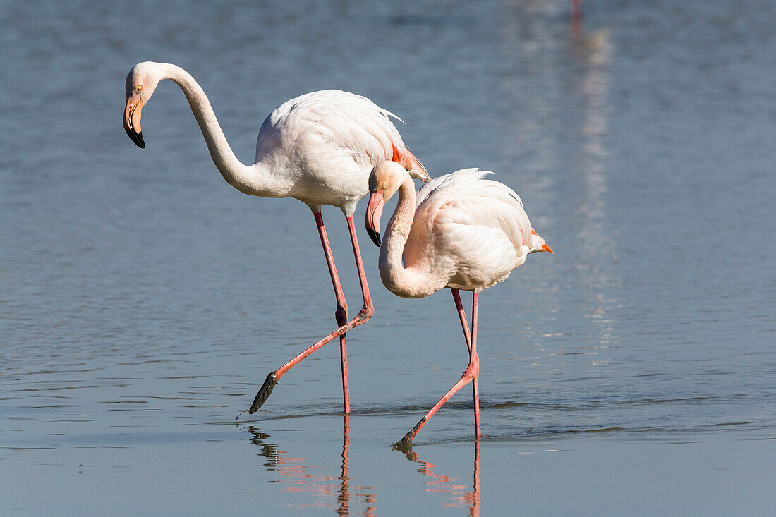 Rosaflamingos, Phoenicopterus ruber, Camargue, Frankreich