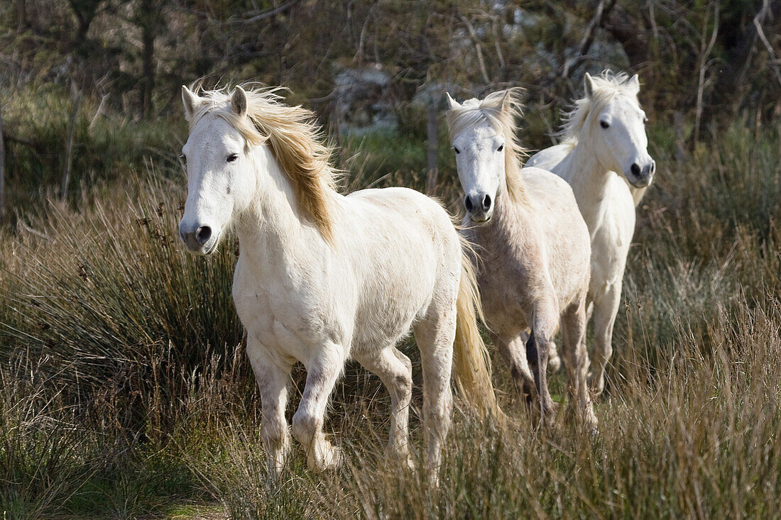 Camarguepferde, Camargue, Südfrankreich