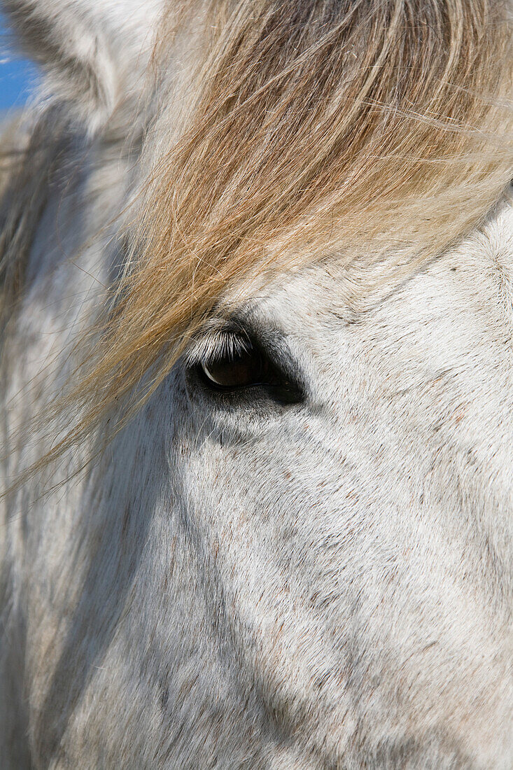Camargue horse, Camargue, France