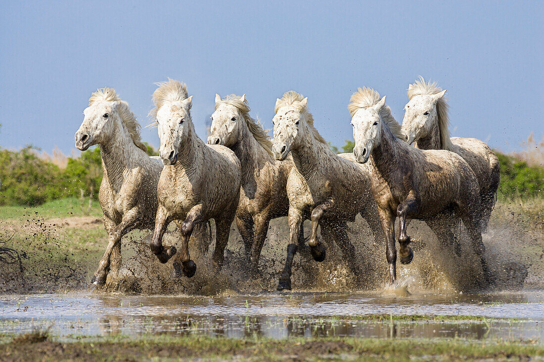Camarguepferde rennen, Camargue, Südfrankreich, Europa