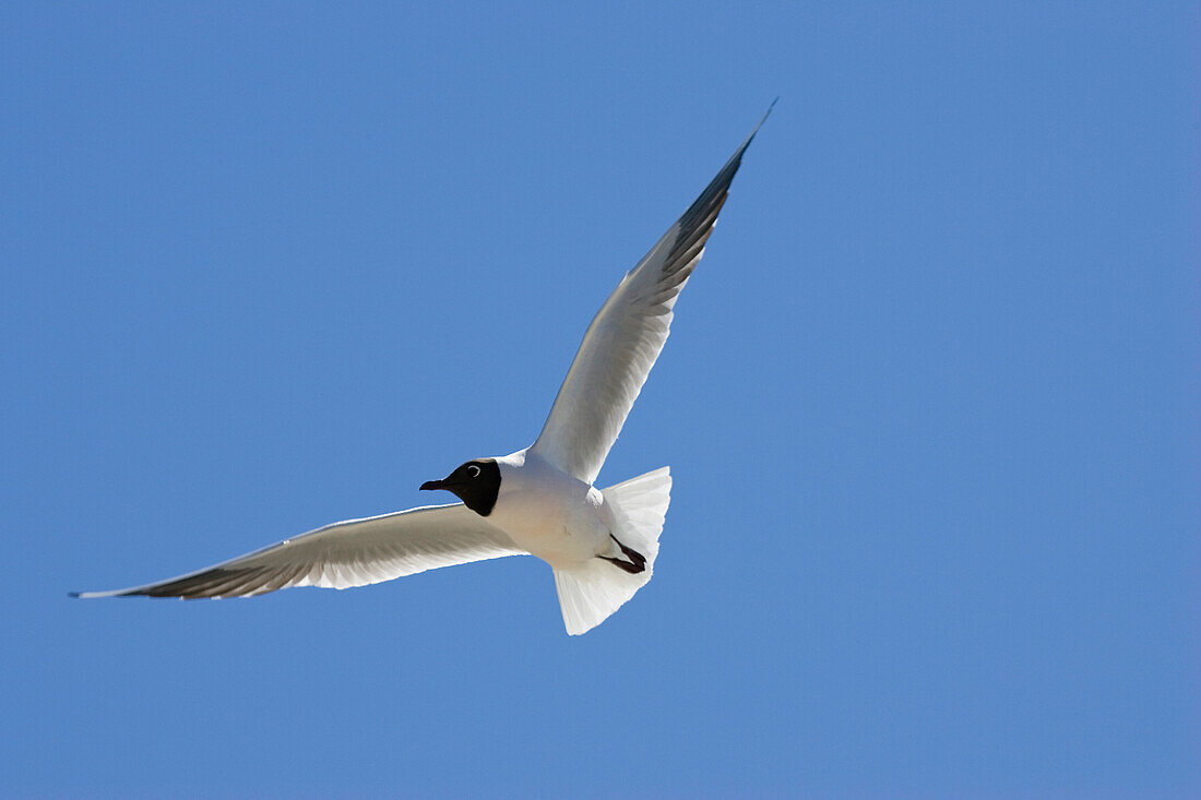 Lachmöwe im Brutkleid, Larus ridibundus, Südfrankreich