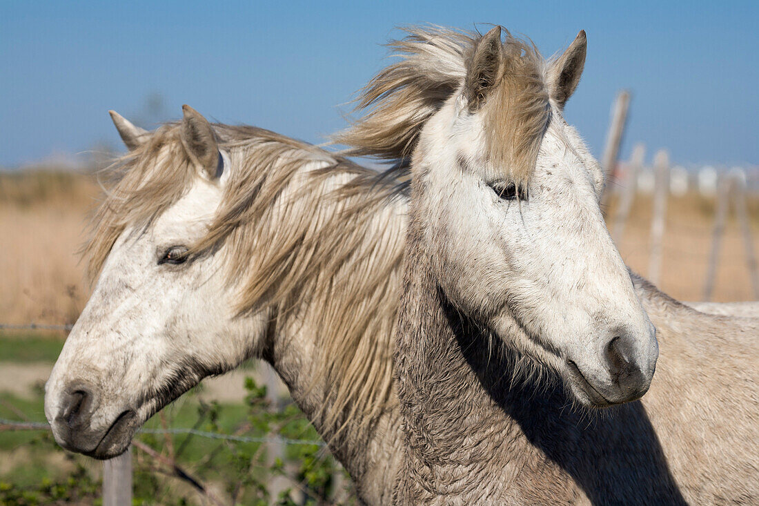 Camarguepferde, Camargue, Südfrankreich, Europa