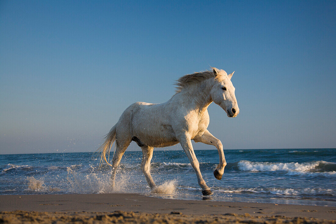 Camargue horse running in water at beach, Camargue, France