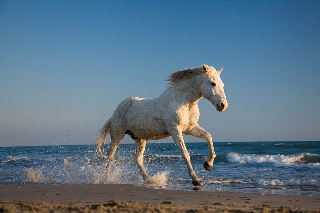Camarguepferd läuft durchs Wasser am Strand, Camargue, Südfrankreich