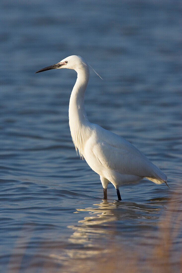 Little Egret, Egretta garzetta, Camargue Southern France